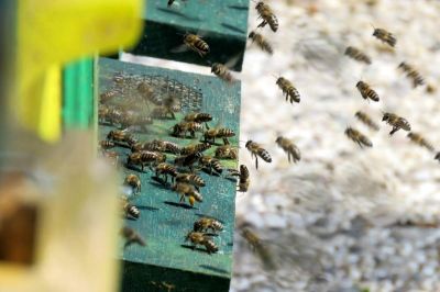 Čebelarstvo ima v Sloveniji dolgo tradicijo