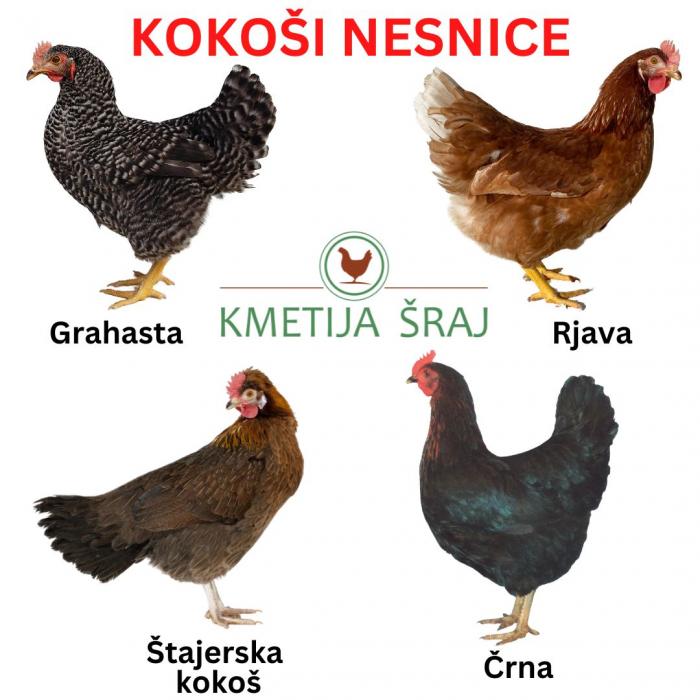 KOKOŠI NESNICE