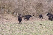 Naravni rezervat Ormoške lagune