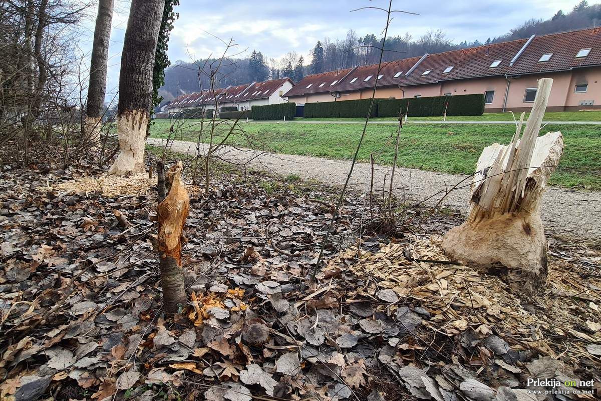 Sledi bobra v Ljutomeru