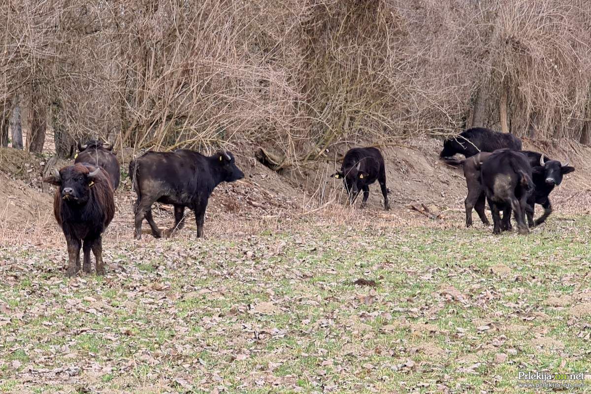 Vodni bivoli
