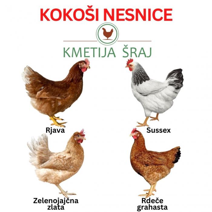 KOKOŠI NESNICE