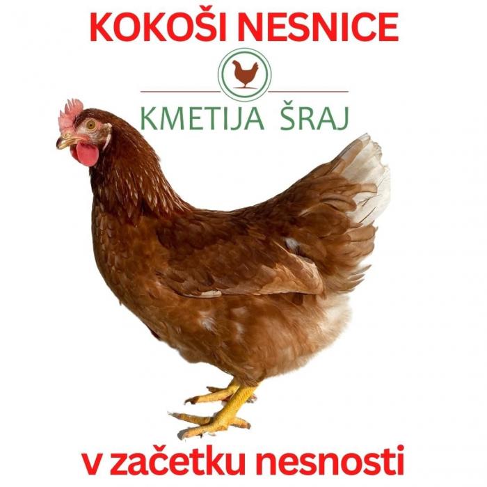 KOKOŠI NESNICE