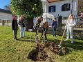 Posaditev lipe ob občinski stavbi