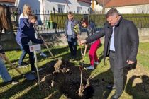 Posaditev lipe ob občinski stavbi