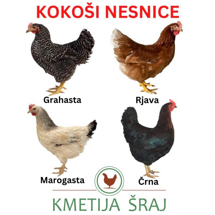 KOKOŠI NESNICE