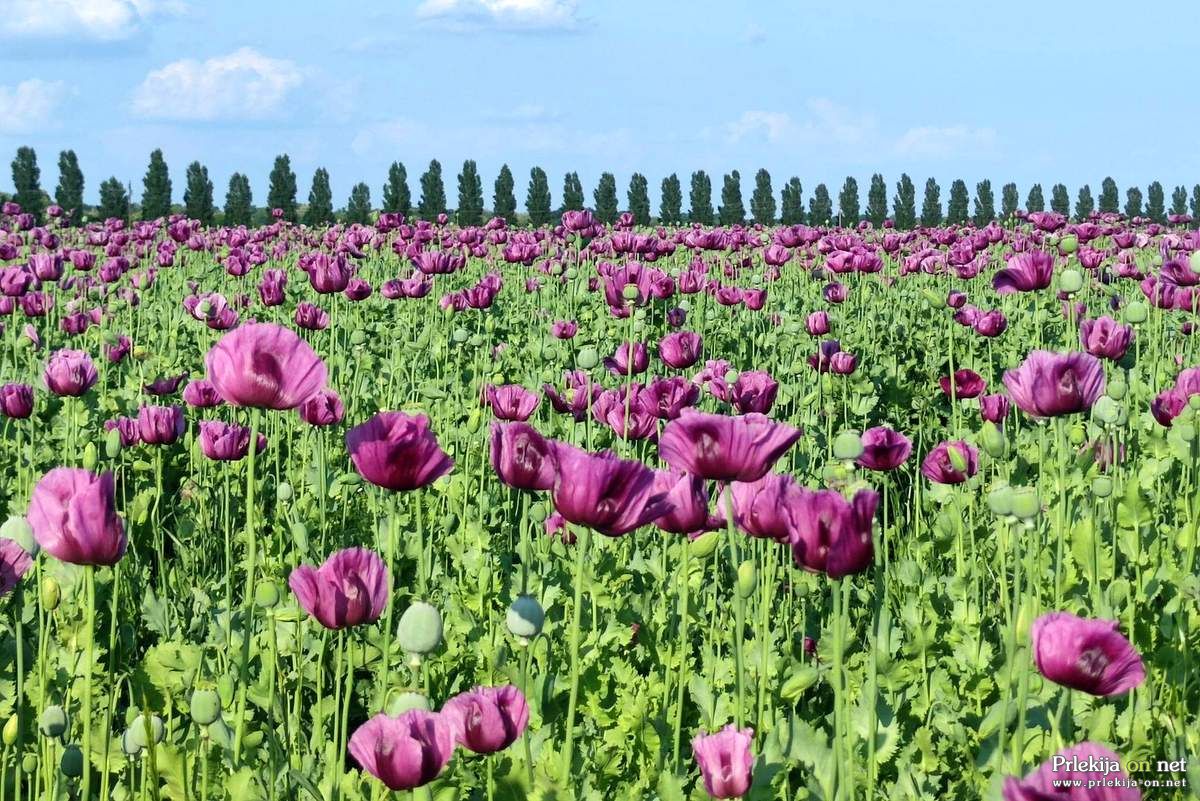 Polje cvetočega maka