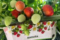 Obiranje jagod v Panviti