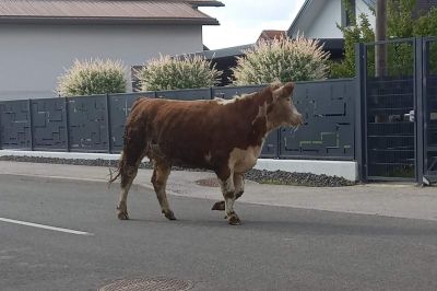 Krava na cesti, foto: Radarji v Prlekiji