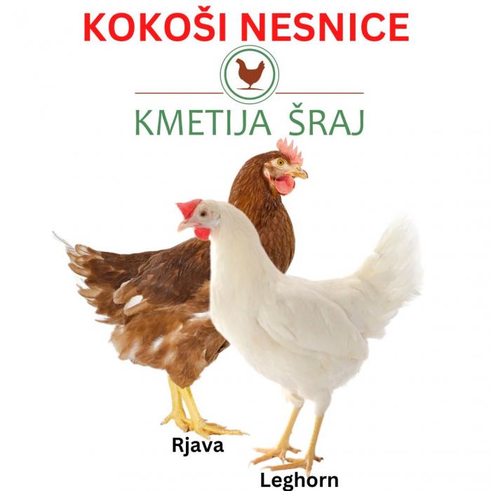 KOKOŠI NESNICE