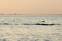 Delfini pred Piranom