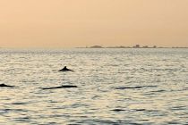 Delfini pred Piranom