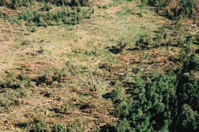 Škoda v gozdovih na območju občine Apače, foto: FB Dr. Andrej Steyer - župan Občine Apače