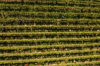 Trgatev Puklavec Family Wines