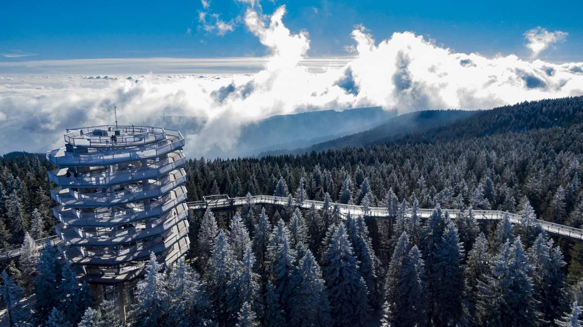 Pot med krošnjami Pohorje