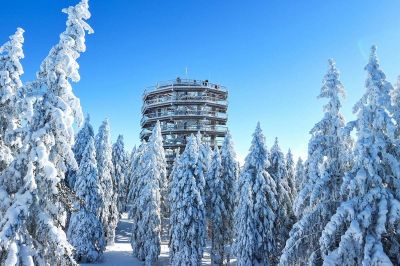 Pot med krošnjami Pohorje, foto: Jurica Galoić