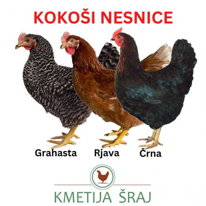 KOKOŠI NESNICE
