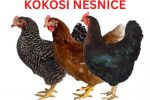 KOKOŠI NESNICE