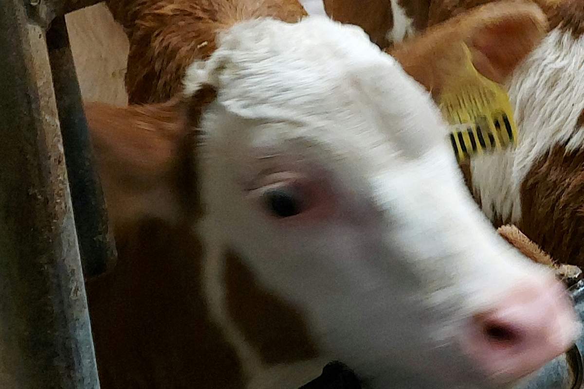 Pogrešajo telička Pogrešajo telička