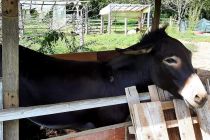 20. srečanje veteranov in častnikov