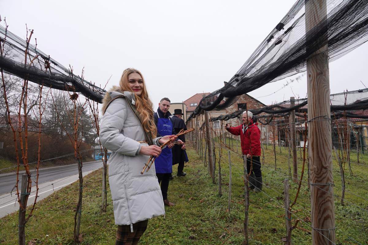 Vincekov rez v Mestnem vinogradu Ormož