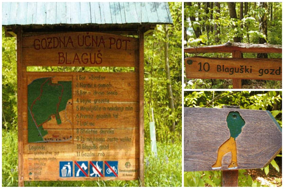 Gozdna učna pot Blaguš, vir: Zloženka Gozdna učna pot Blaguš