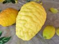 Limone v Prlekiji