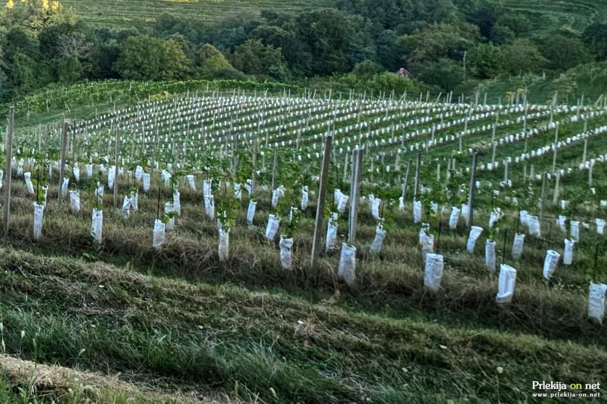Ukradli so 150 trsnih cepljenk