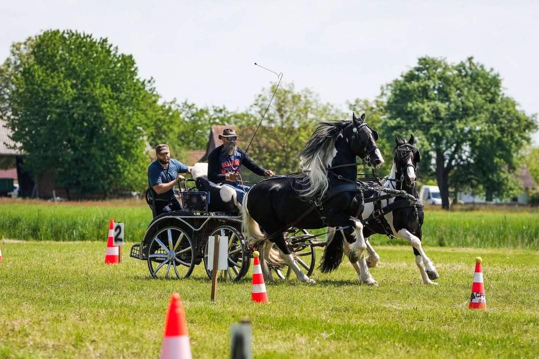 Mednarodno srečanje kočijažev in konjenikov