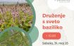 Druženje s sveto baziliko