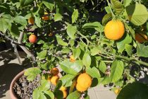 Limone v Prlekiji