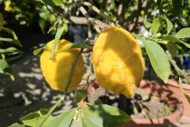 Limone v Prlekiji