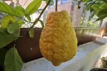 Limone v Prlekiji