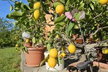 Limone v Prlekiji