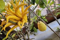 Limone v Prlekiji