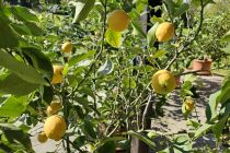 Limone v Prlekiji