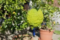 Limone v Prlekiji