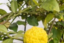 Limone v Prlekiji