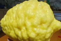 Limone v Prlekiji