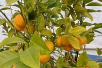 Limone v Prlekiji