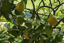 Limone v Prlekiji
