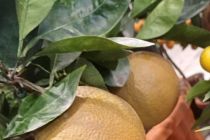 Limone v Prlekiji