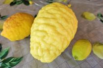 Limone v Prlekiji