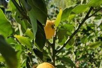 Limone v Prlekiji