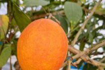 Limone v Prlekiji