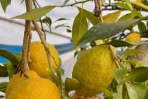 Limone v Prlekiji
