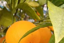Limone v Prlekiji