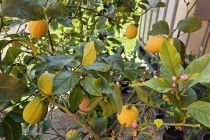Limone v Prlekiji