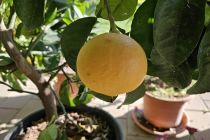 Limone v Prlekiji