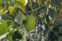 Limone v Prlekiji